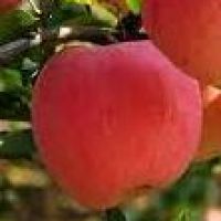 傻人有傻福 (11)